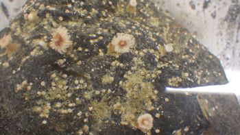 Media type: image;   Invertebrate Zoology 153105 Description: live specimen;